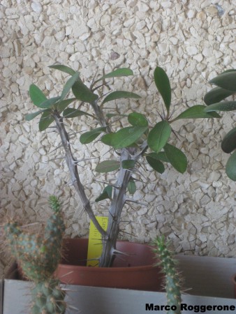EUPHORBIA MILII